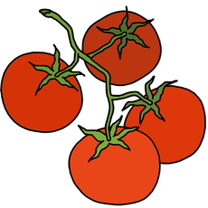 Tomaten_farb.jpg